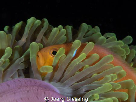 Maldives anemonefish by Joerg Blessing 