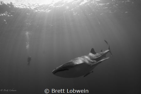 Sunlight. taken in Cenderawasih Bay, West Papua, Indonesia. by Brett Lobwein 