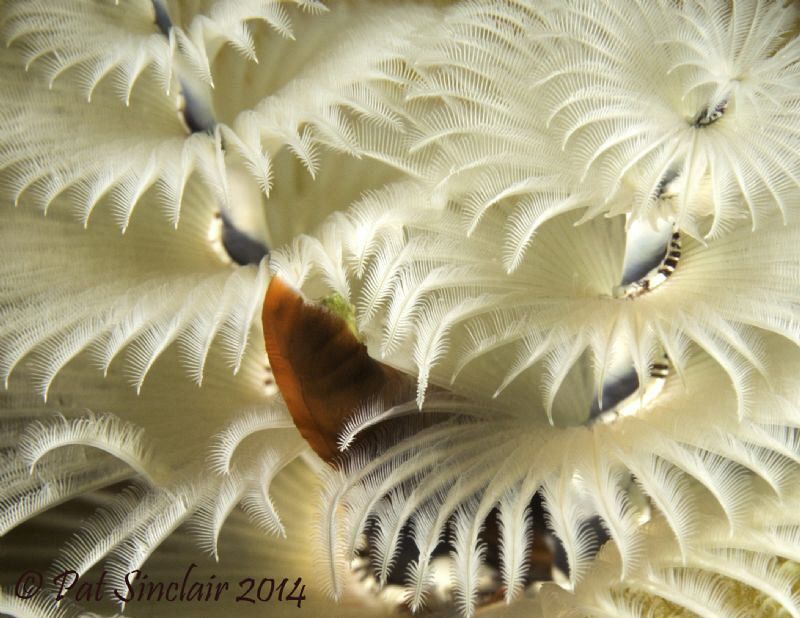 I took this in Bonaire the first week of November.  I did... by Patricia Sinclair 
