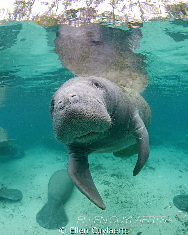 Manatee time by Ellen Cuylaerts 