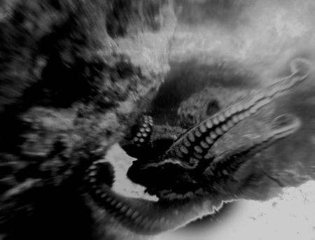 Octopus on the move, Little Barrier Island, New Zealand by Jayne Dennis 