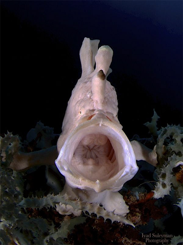 Yawning frogfish by Iyad Suleyman 