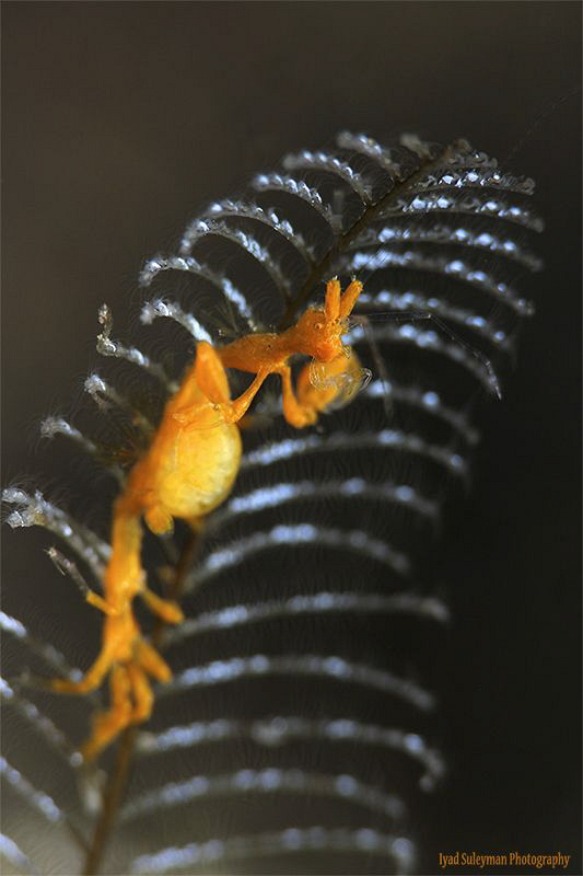 Skeleton Shrimp with eggs! 
Caprella spp. by Iyad Suleyman 