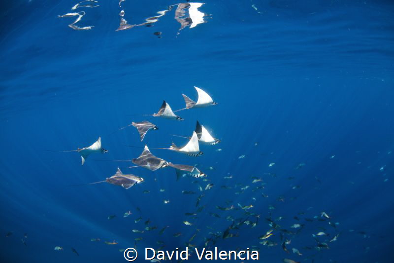 Mobulas surface feeding. Cabo San Lucas, Mexico by David Valencia 