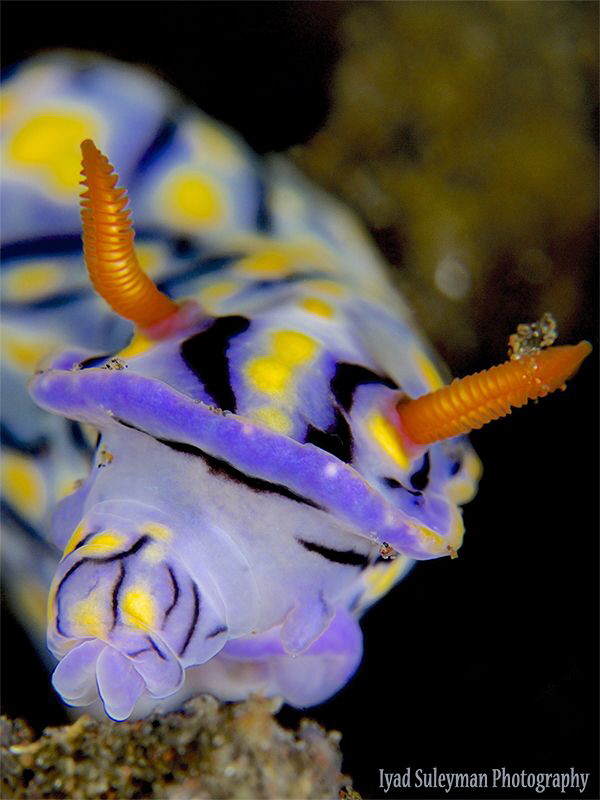 Nudibranch while eating by Iyad Suleyman 