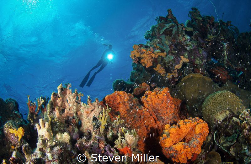 Busy Bonaire by Steven Miller 