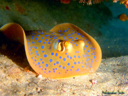 Blue spotted ray under a ledge, Exmouth, Western Aus. by Natasha Tate 
