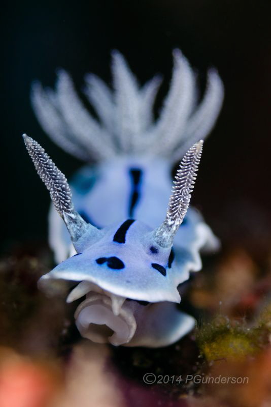 Chromodoris willani by Pat Gunderson 