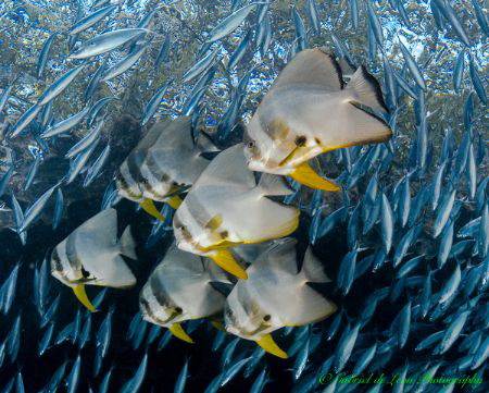 "Bat Fish in Fish Bowl" by Gabriel De Leon Jr 