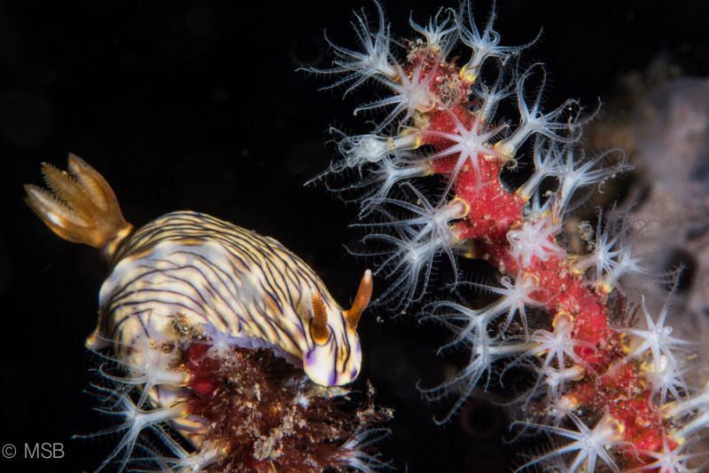 Hypselodoris zephyra with beautiful soft coral. by Mehmet Salih Bilal 