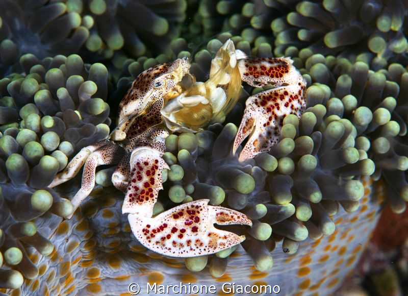 Porcelain
Nikon d800E, 105 macro , two strobo
Raja Ampat by Marchione Giacomo 
