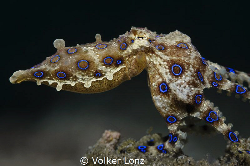 Blue-ringed octopus by Volker Lonz 