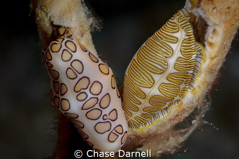 "Mix N Match"
A Flamingo Tongue and Fingerprint Cyphoma ... by Chase Darnell 