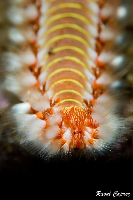 Millipede :-) by Raoul Caprez 