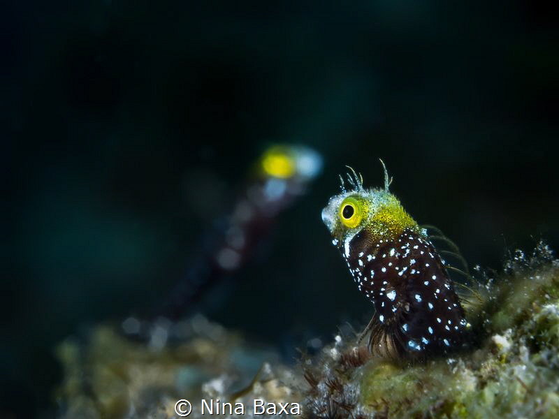 Neighbours. by Nina Baxa 
