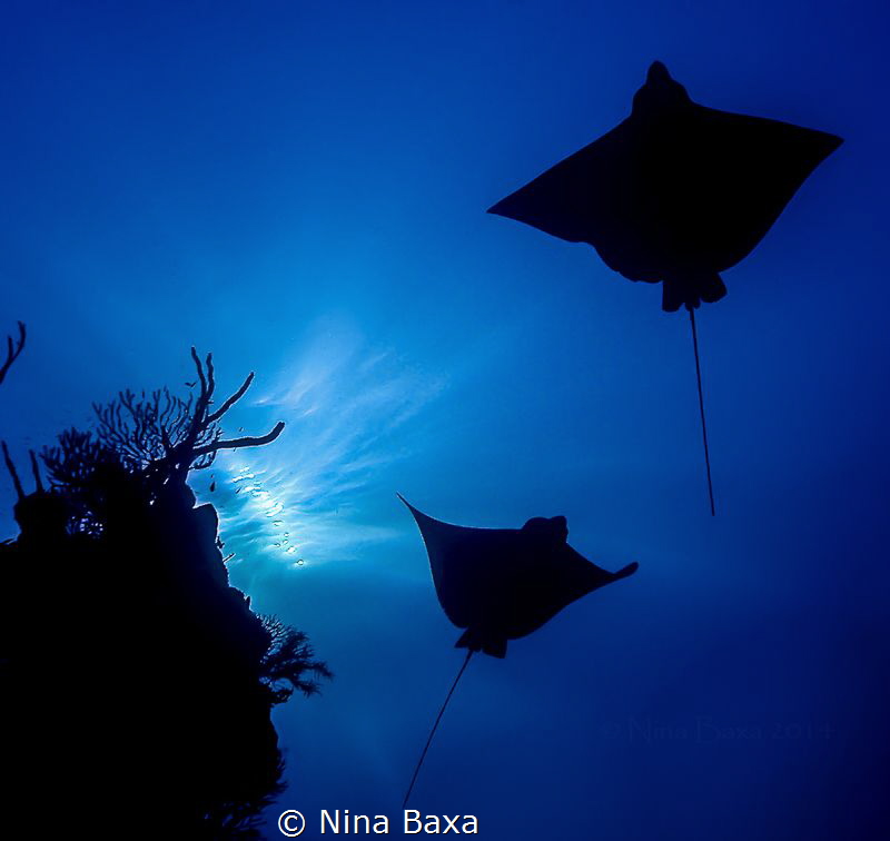 Gliders by Nina Baxa 