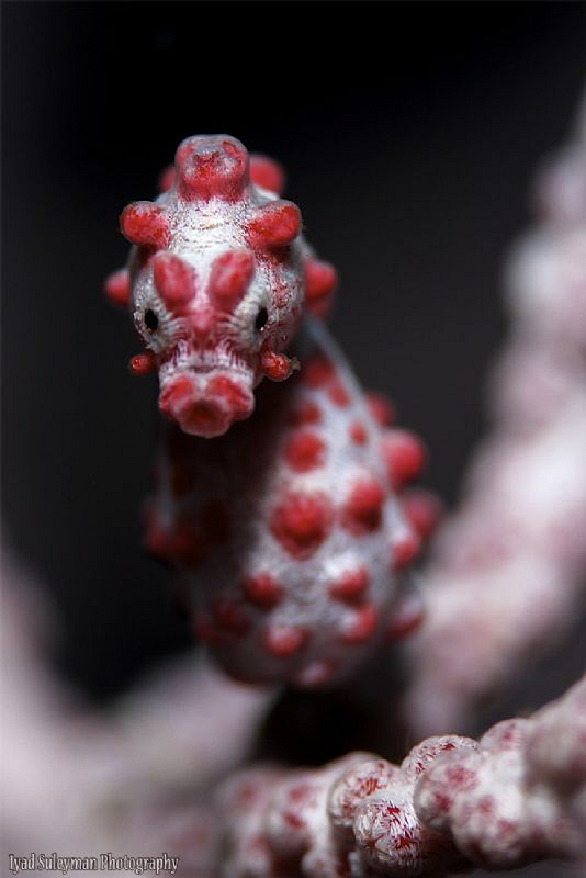 Pygmy Seahorse by Iyad Suleyman 