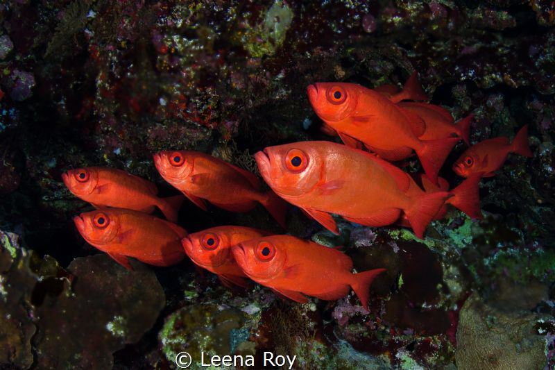 Big eyes in formation by Leena Roy 