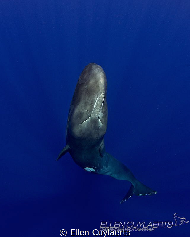"Big blue & curvy"
Physeter macrocephalus or cachalot by Ellen Cuylaerts 