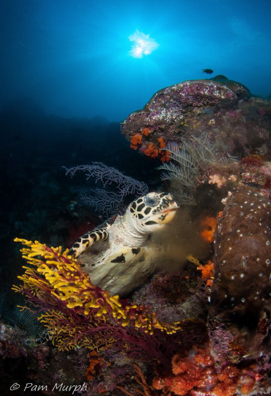 Dinner Time...at Nudi Rock by Pam Murph 