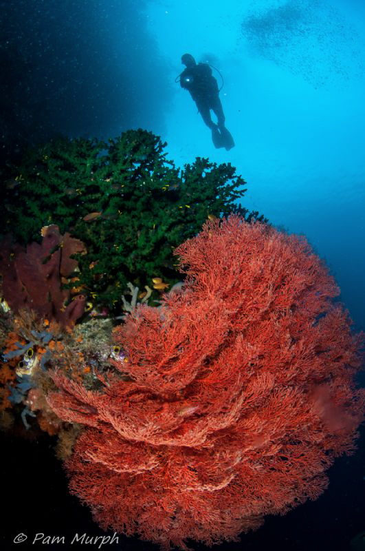 In A Sea of Red.     Raja Ampat, Indonesia by Pam Murph 