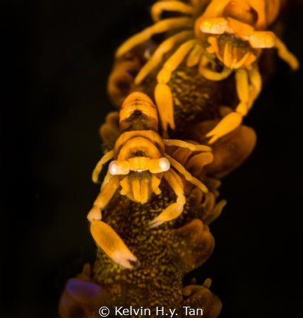 Zanzibar whip coral shrimp by Kelvin H.y. Tan 