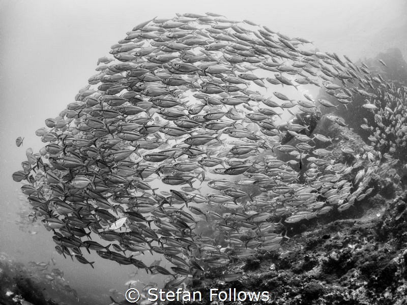 If the Kids are United ... Oxeye Scad - Selar boops. Sail... by Stefan Follows 