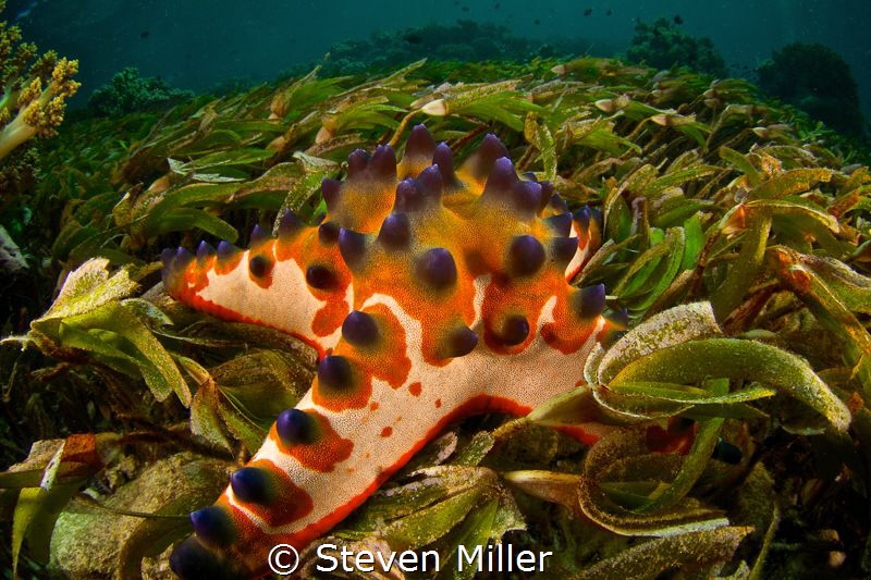 Star of the shallows by Steven Miller 