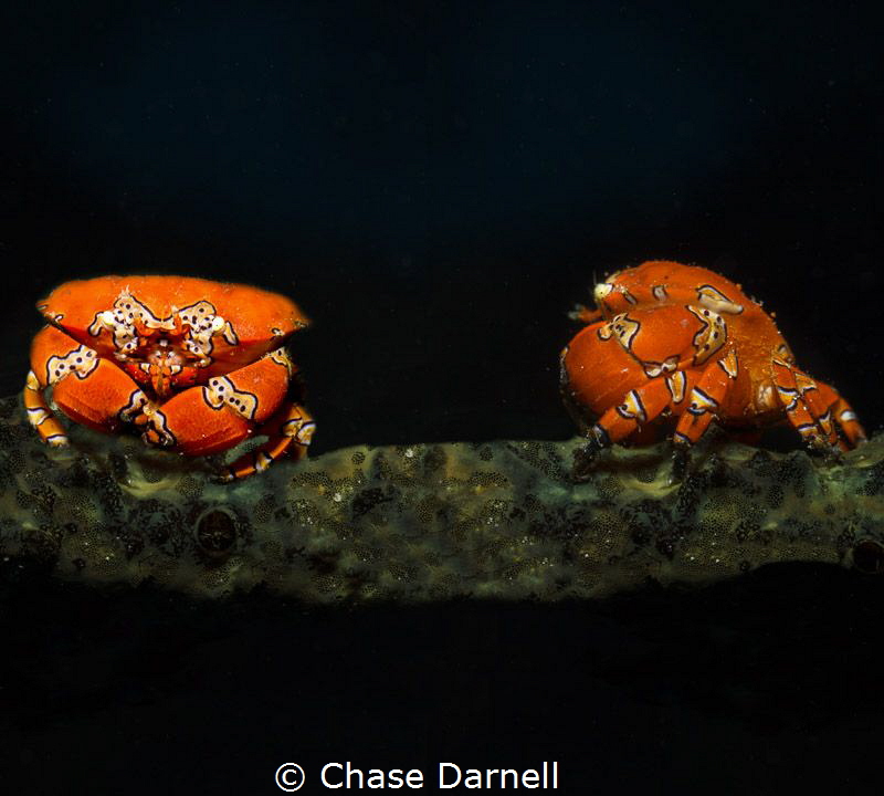 "We've got Company" 
Composite of two different Gaudy Cl... by Chase Darnell 