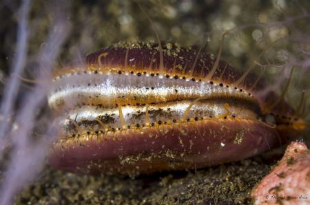 Patagonian scallop (Zygochlamys patagonica), from could w... by Thomas Heran 