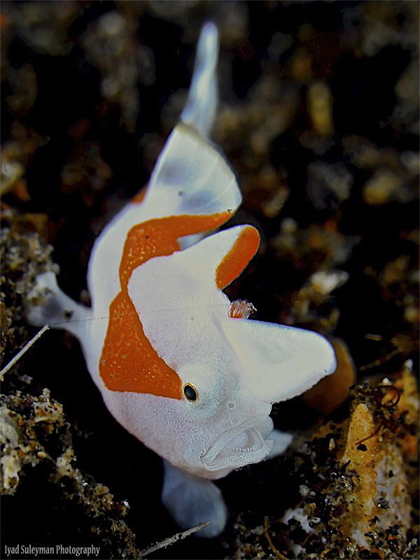 
Juvenile Clown Frogfish by Iyad Suleyman 