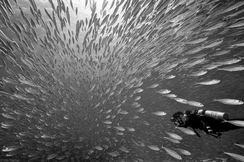 Fish Ball of Big Eye Scad- Taylor Made, Bonaire by Jim Garber 