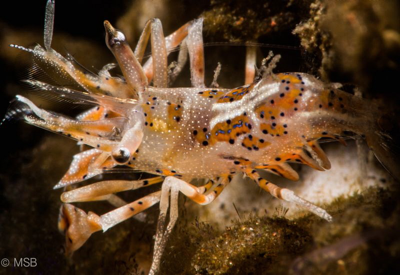 Tiger shrimp in night dive. by Mehmet Salih Bilal 