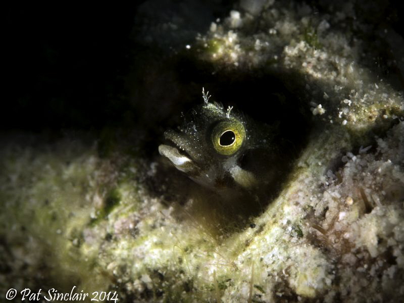 I challenge myself to get a shot of these little guys wit... by Patricia Sinclair 