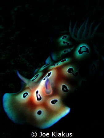 Nudi taken with handheld torch by Joe Klakus 