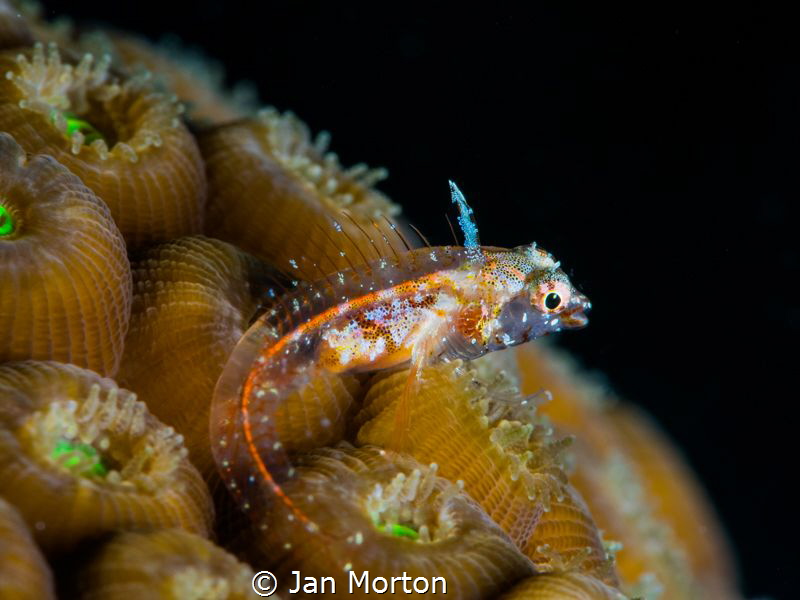 Glass Blenny - Nassau, Bahamas.  Captured on Olympus EM-1... by Jan Morton 
