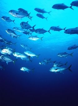 Schooling Jacks, Cozumel. by Erich Reboucas 