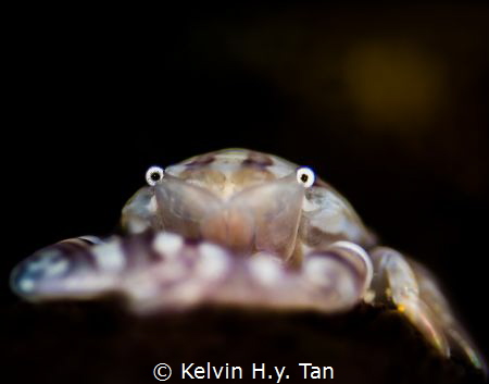 Crab in the moonlight by Kelvin H.y. Tan 