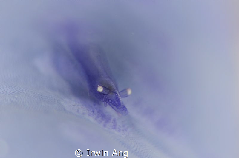 F E E L - I T
Seastar Shrimp (Periclimenes soror)
Anila... by Irwin Ang 