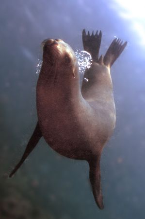 Sealy Bubbles. by David Spiel 