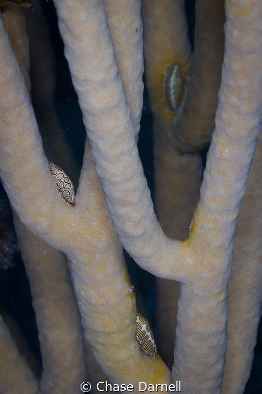 "Party for Three"
Two Fingerprints and a Flamingo Tongue... by Chase Darnell 