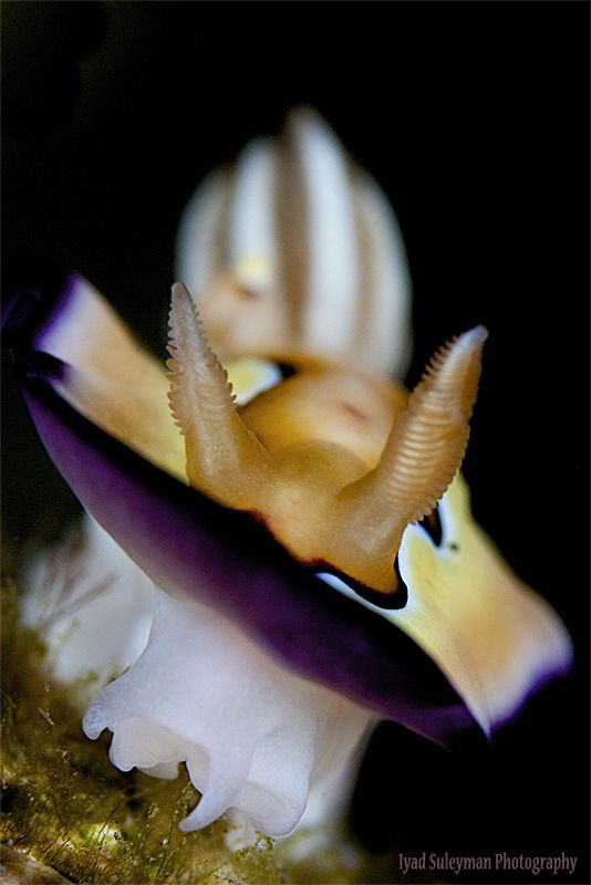 Goniobranchus coi by Iyad Suleyman 