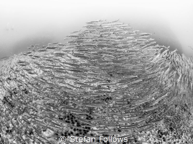 Wall to Wall. Chevron Barracuda - Sphyraena qenie. Sail R... by Stefan Follows 