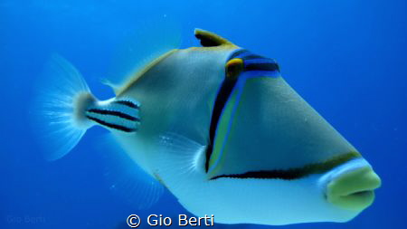 Picasso Triggerfish - Gota abu Ramada Acquario Hurghada by Gio Berti 