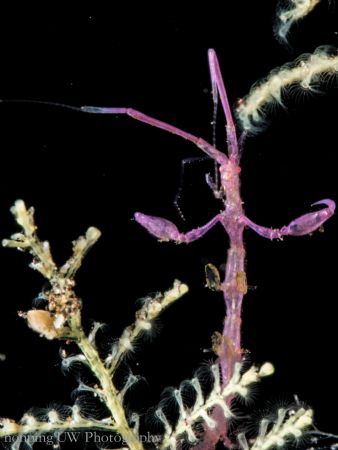 Caprellidae A.K.A. Skeleton shrimp @ Tulamben, Indoneisa. by Hon Ping Kong 