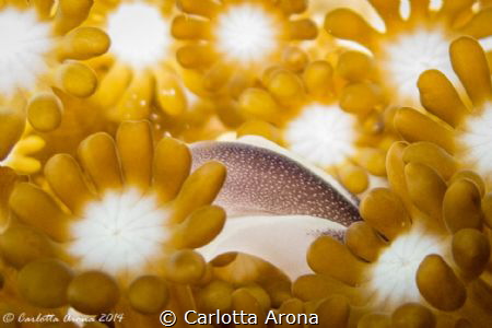 Resting in the flowers, Komodo National Park
Canon G12
... by Carlotta Arona 