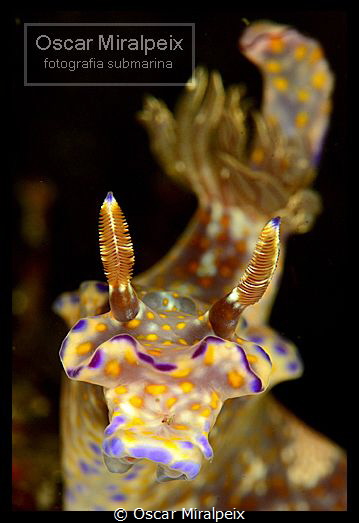 ceratosoma sp by Oscar Miralpeix 