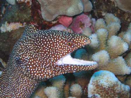 Whitemouth Moray auto setting by Randy Fronda 