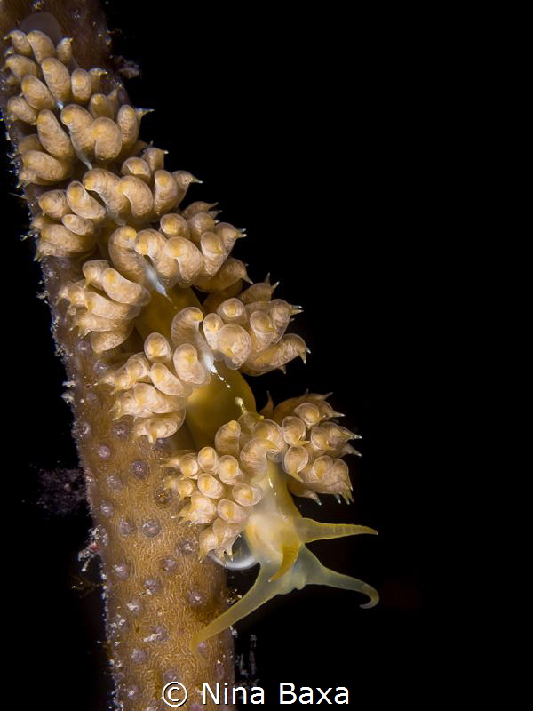 Night Parader - White-Speckled Pauleo. by Nina Baxa 