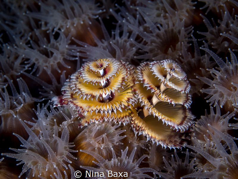 Evening Bloomers. by Nina Baxa 